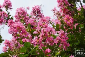 美好生活在云南 | 大理宾川：火把花开扮靓小城盛夏图片