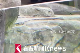 大熊猫双胞胎有多默契?渝可渝爱复制粘贴神同步图片