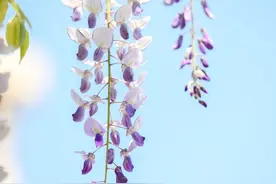 紫藤花开！“泼天”的紫色浪漫在这里免费观赏→图片