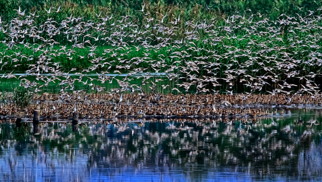 “春运都没这么多人”！深圳知名景区刷屏，网友纷纷“劝退”！