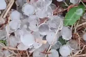 大风冰雹致合肥多家草莓种植户大棚受损，当地政府已协调保险公司理赔图片