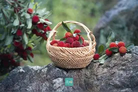 夏日“梅”烦恼！杭州多地农场杨梅采摘攻略奉上图片