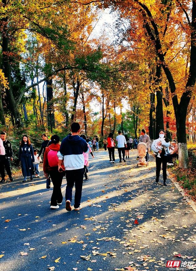 【每日一图@湖南】层林尽染，游人如织，湖南省植物园开启最美“枫”景季