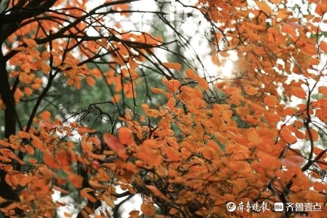 邂逅浪漫秋光，济南市多家公园景区秋色已备好