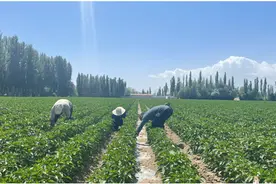 和静县近20万亩工业辣椒进入开花坐果期图片