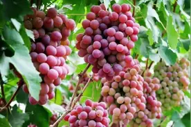 辽宁盖州：一串葡萄香飘多季图片