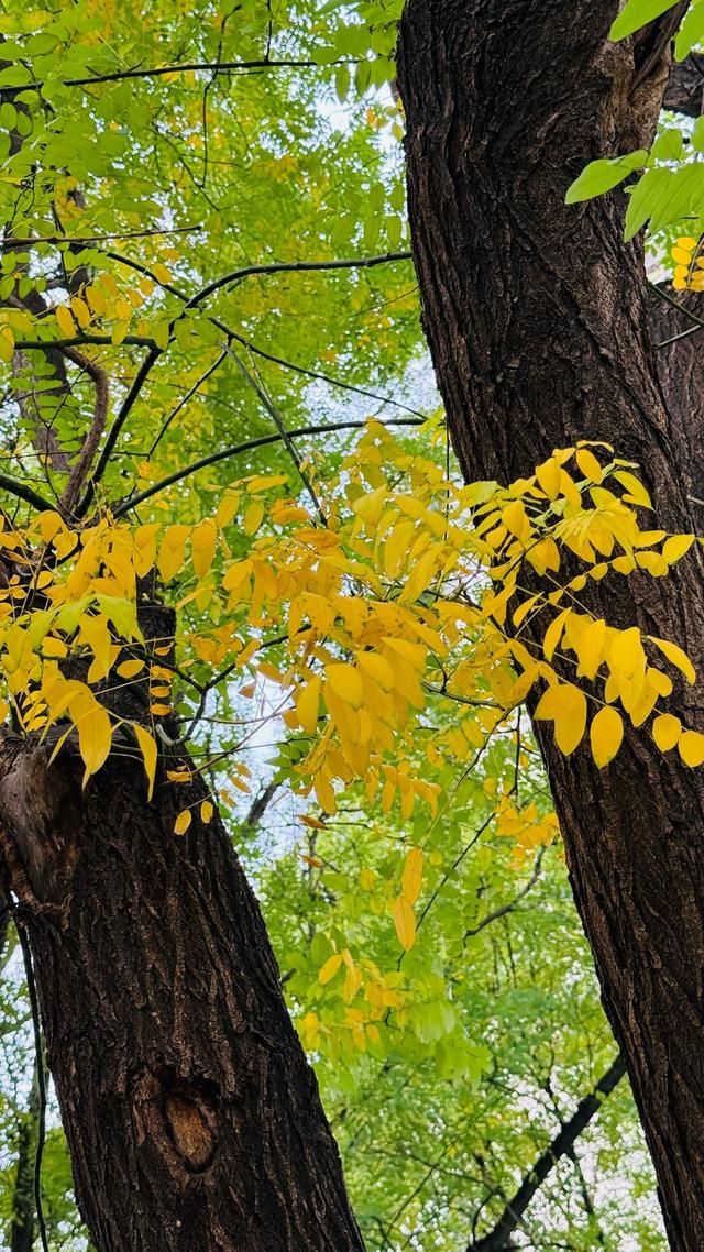 新视界｜静谧而美丽！济南的秋天美景欣赏