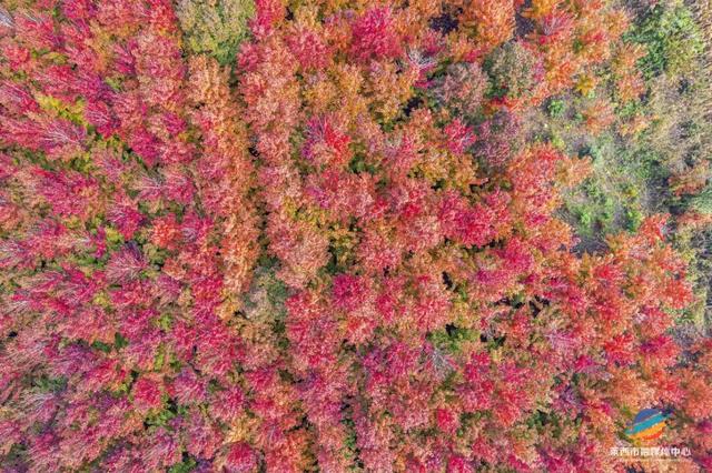 莱西市第十届红枫嘉年华正式拉开帷幕！