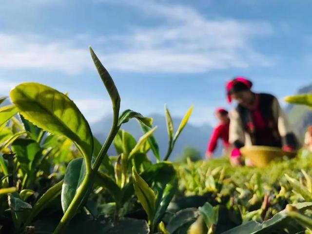 42℃的天往哪儿逃，自然是均温20℃的九龙啦！