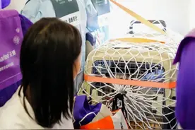将宠物带上飞机，有人快乐出游，有人却被行政拘留！为什么遭遇完全不同？图片