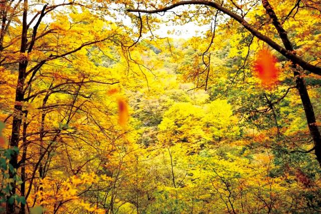 高铁直达的红叶观赏地，迎来“年度高光”！