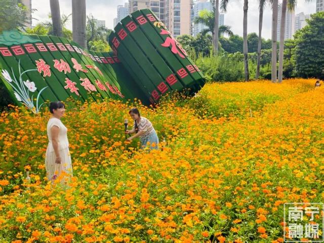 初秋限定美景！南宁这片硫华菊花海正盛放