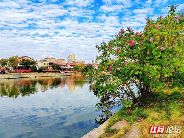 岁暖时刻丨在常德的初冬里，邂逅一场与“拒霜花”的温暖相遇