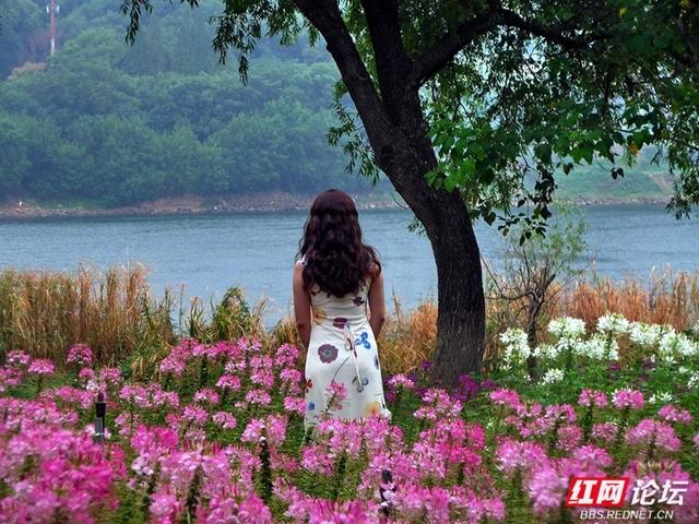 漫步株洲湘江风光带，邂逅醉蝶花海的浪漫