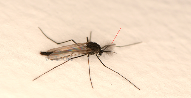 北京雪地惊现蚊子爬行，蚊子出现抗寒性了？