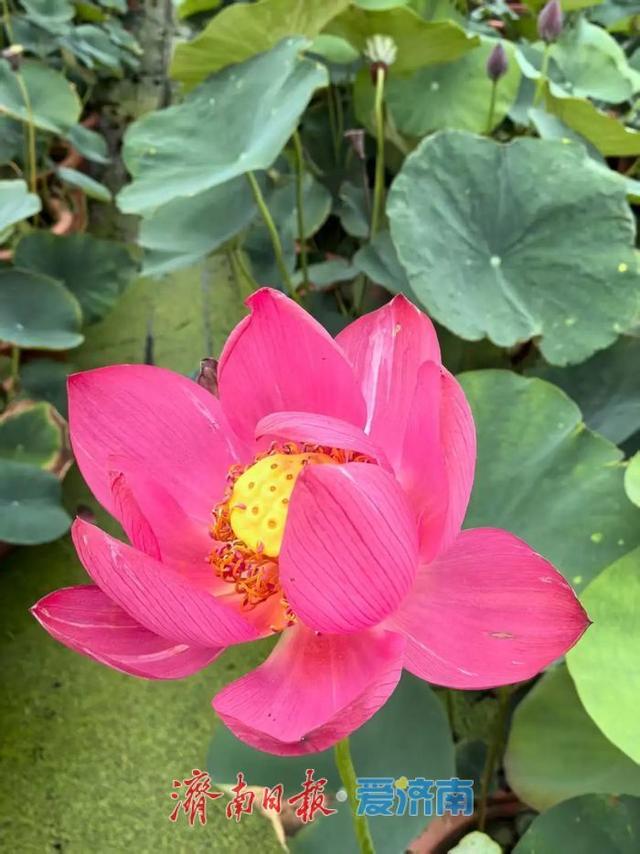 一年四季 泉在济南｜济南第39届荷花艺术节启幕，邀您共赏湖畔荷韵盛宴！