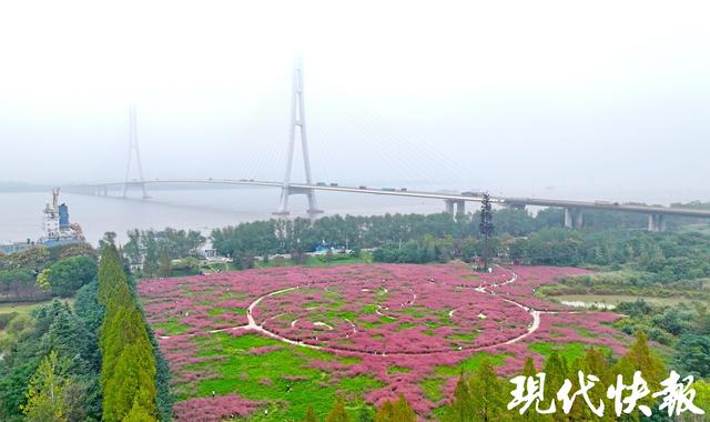 @南京人，江边这片“粉色海洋”等你打卡