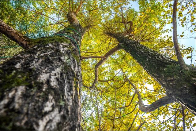 临安，一座被银杏腌入味的城市