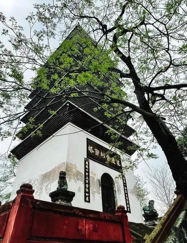 原来“孝心”真的能召唤锦鲤！来四川这座古镇看看