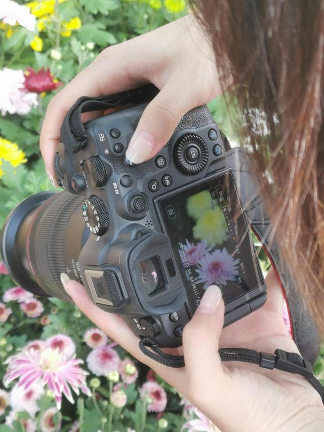 晚潮｜深秋，总要看场菊展吧