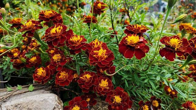 诗画鹤峰：容美秋色