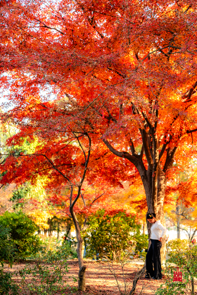 红红红红！红“枫”了！