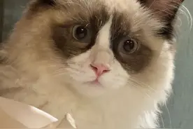 “我是不是踩坑了？”杭州姑娘领养4个半月的猫突然病亡，每月400元的猫粮猫砂却不能停图片