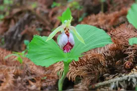 “幽灵之花”首现河南，“女神之花”花期惊艳黄柏山图片