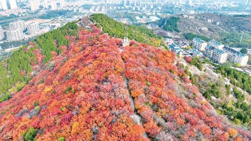 红黄交织美如画 济南赏秋正当时