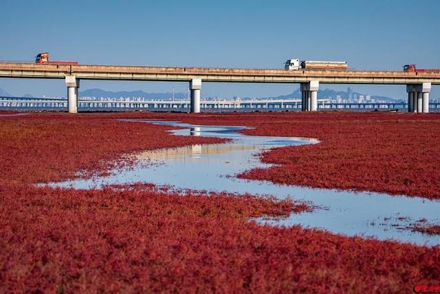 红海滩的“红”从何而来？