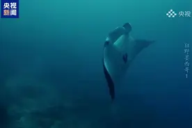 动物也会“自动驾驶”？这个不游就会沉底的海洋生物有意思图片