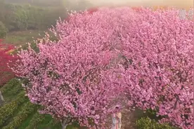 江苏溧阳：茶园樱花绽放 生态美景装点春日图片