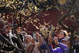 国家植物园卧佛寺内早花蜡梅绽放，吸引众多游客打卡图片