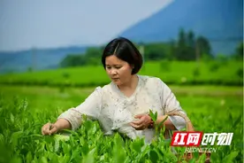 技能照亮前程｜千年贡茶火种的守灯人——吴菁菁图片