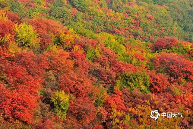 河南紫云山秋色壮丽 如一片红色海洋