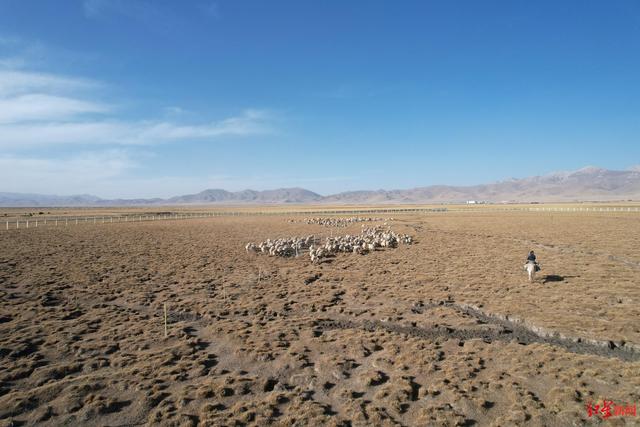 探访《重返·狼群》里的若尔盖草原：牧民与狼比邻而居很难划清界限，“近年来感觉狼增多了”