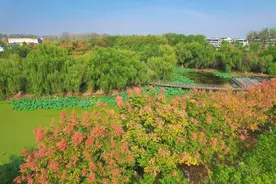 天门：栾树花开落缤纷 满城尽下“黄金雨”图片