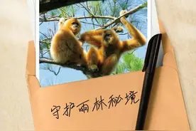 海南热带雨林国家公园：守护雨林秘境图片