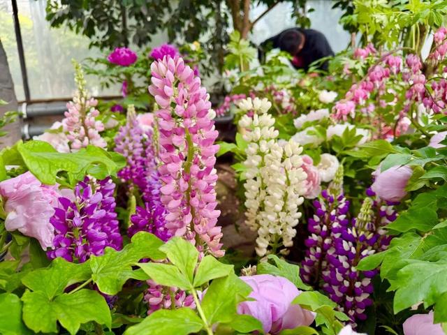 开了，开了！呼和浩特顶流回归！近万株齐绽放，第一波市民已经被惊艳到了！赶紧通知家人！附具体地址