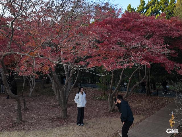 速来打卡！青岛限定“枫景”即将落幕