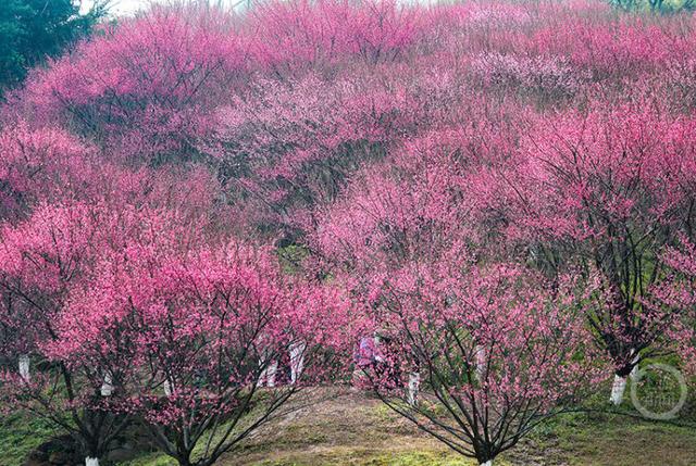 赏花正当时 歌乐山红梅似海漫山香