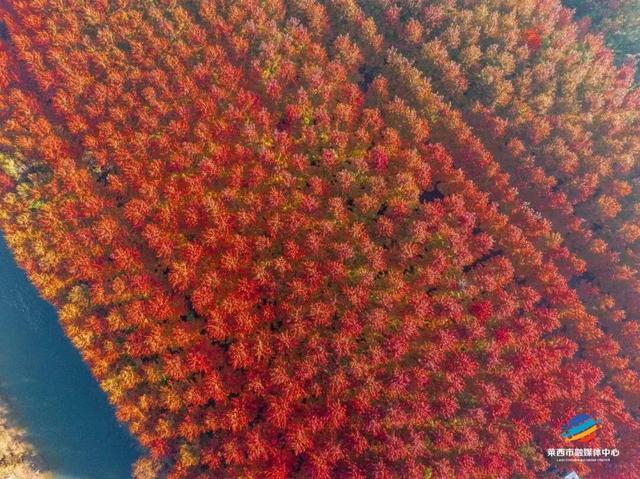 莱西市第十届红枫嘉年华正式拉开帷幕！