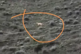 甘孜九龙县拍到野生老虎？林草部门：不是老虎，金钱豹的可能性最大图片