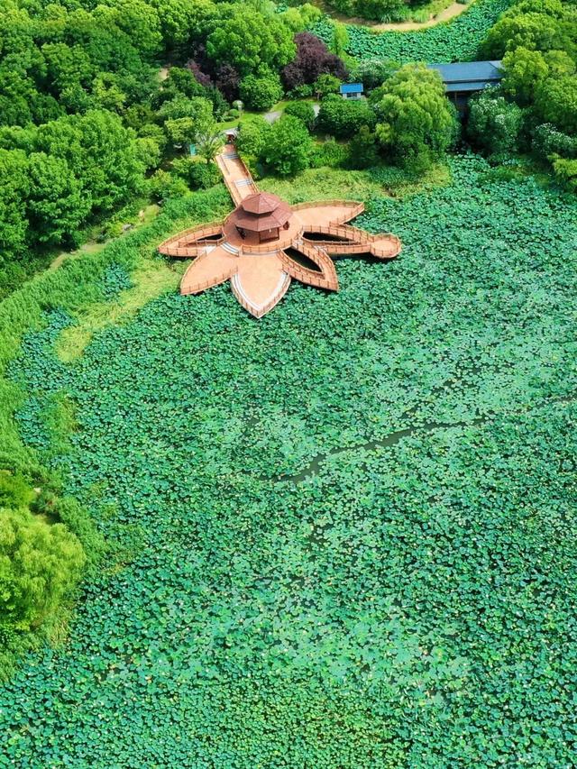 紫薇花海、200000㎡荷花池……在上海这个公园开启浪漫赏花之旅→