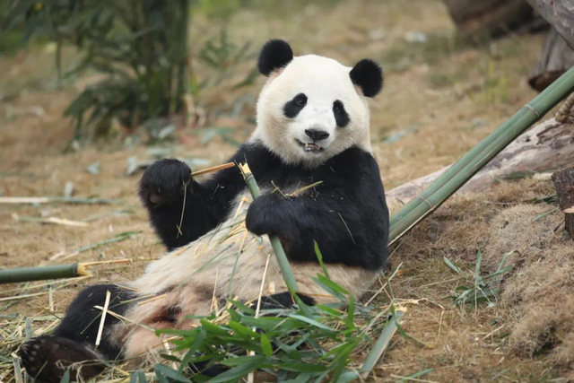 火热！超120万人次抢票！福州熊猫世界门票开售
