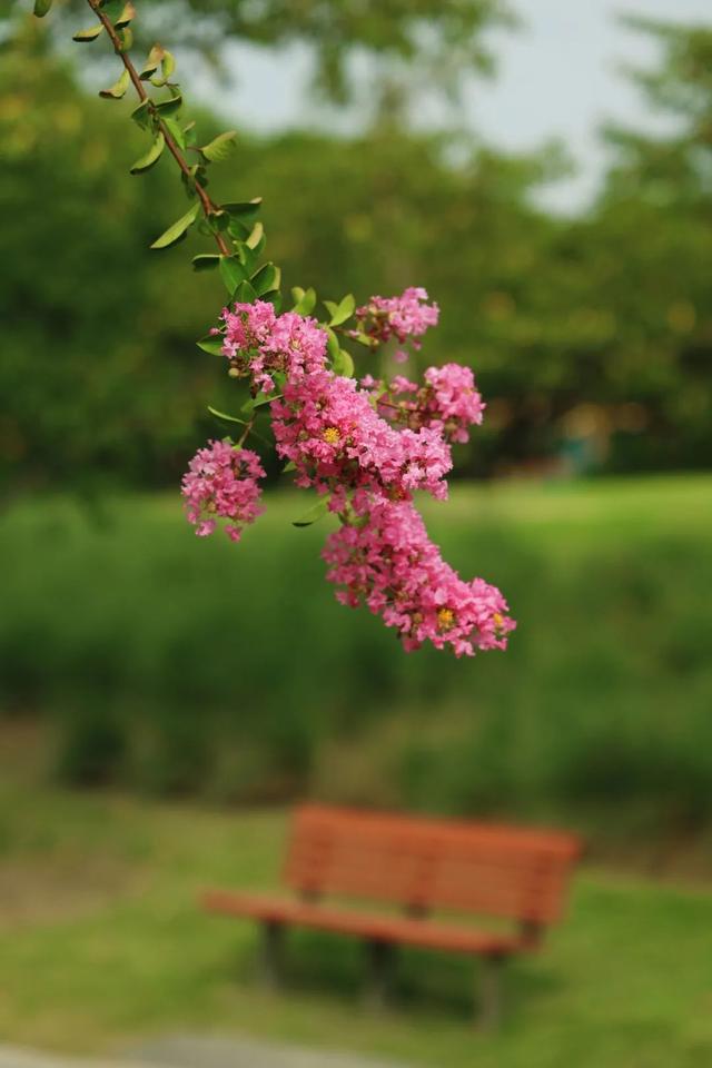 季节专属浪漫！上海的紫薇、石蒜、王莲进入最佳观赏期