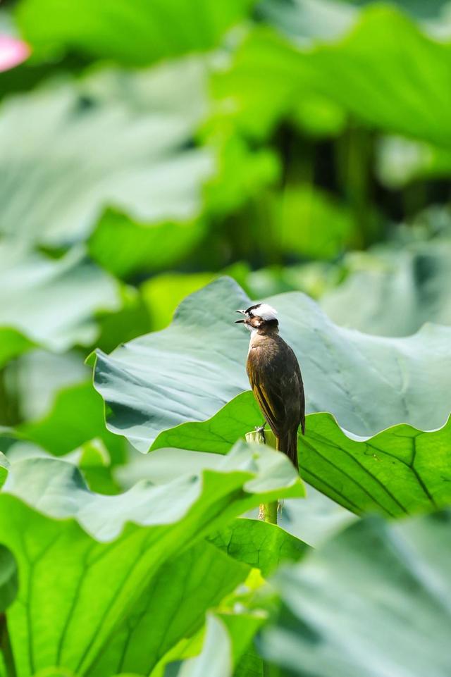大美东城｜看！荷塘里来了位“时髦精”~