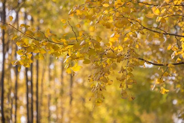 长宁最全银杏打卡点来啦，还有“宁宁”的私藏点位哦～【看“宁”的】