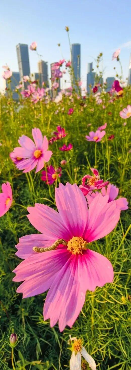 原来冬日里的江西，也会“花开成海”！