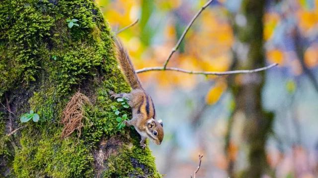 这个秋天一定要去瓦屋山！彩林已经进入最佳观赏期！